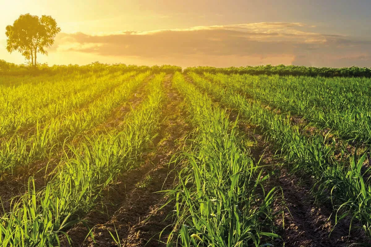 Produtora rural em atividade agrícola