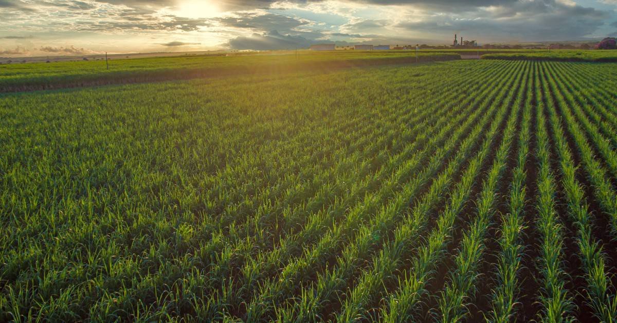 Produtor rural em atividade agrícola